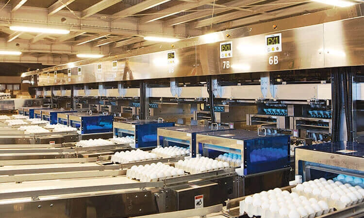 яйца "ЯСЕНСВИТ"