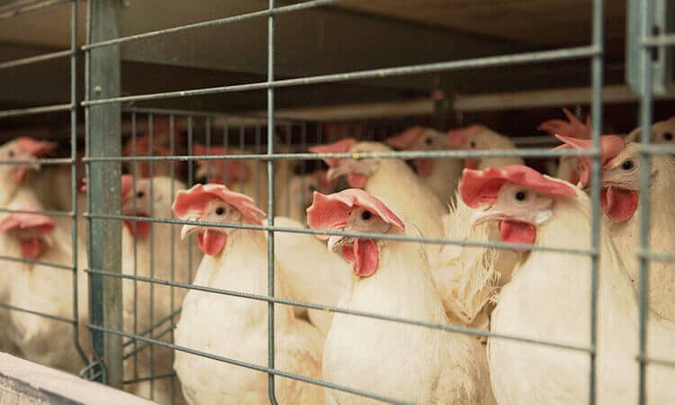 курица птицефабрики "ЯСЕНСВИТ"