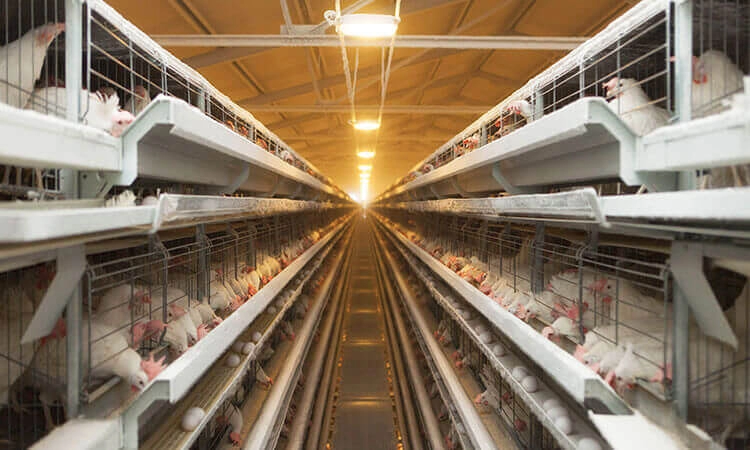 птицекомплекс "ЯСЕНСВИТ"