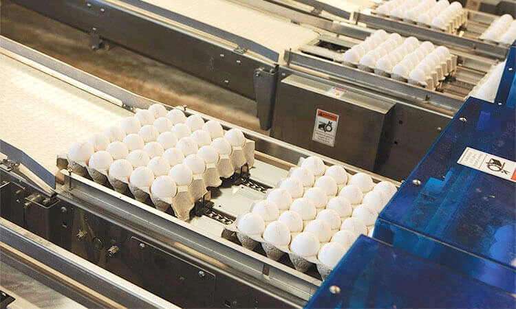 фасовка яиц "ЯСЕНСВИТ"