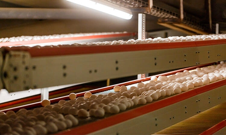 линия транспортировки яиц "ЯСЕНСВИТ"