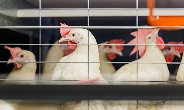 курица-несучка