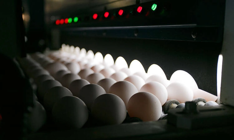 проверка качества яйца "ЯСЕНСВИТ"