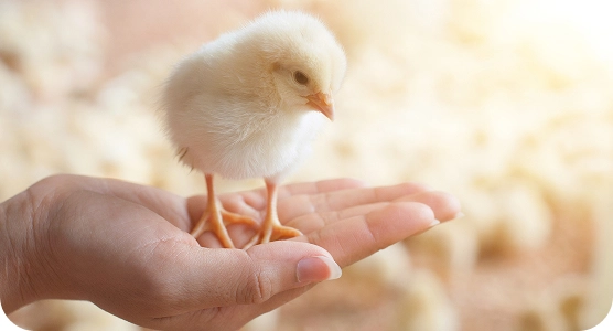 Программа устойчивого развития