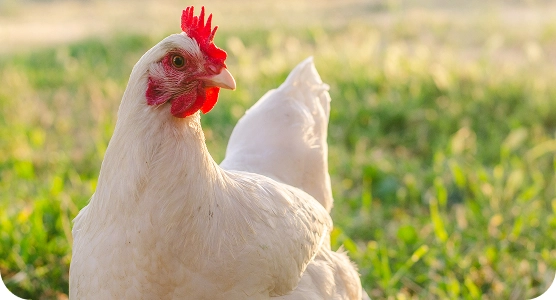 Благополучие животных