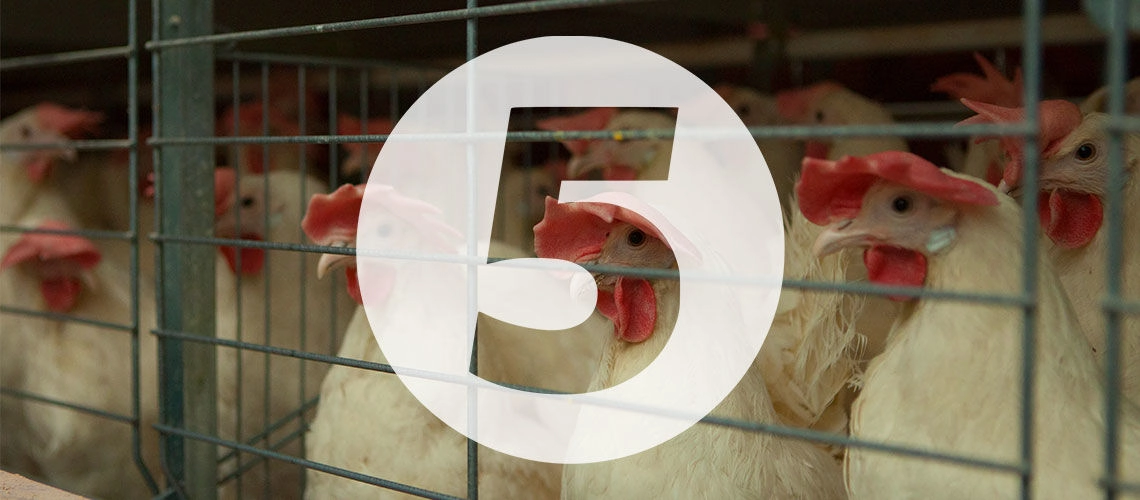 До нас у гості завітав 5-й канал Сюжет 5-го каналу з виробничого майданчика ЯСЕНСВІТ