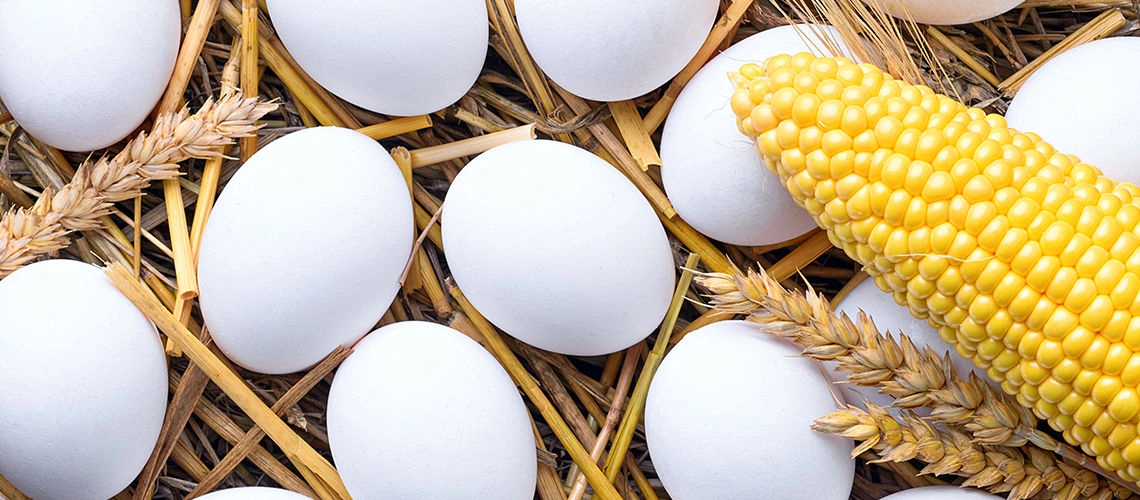 Торговой марке «Молодильные» исполнилось 10 лет Яйца Молодильные, ТМ "ЯСЕНСВИТ"