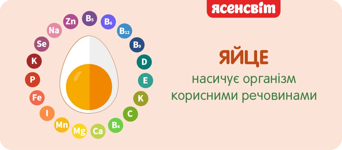 яйцо – источник полезных веществ
