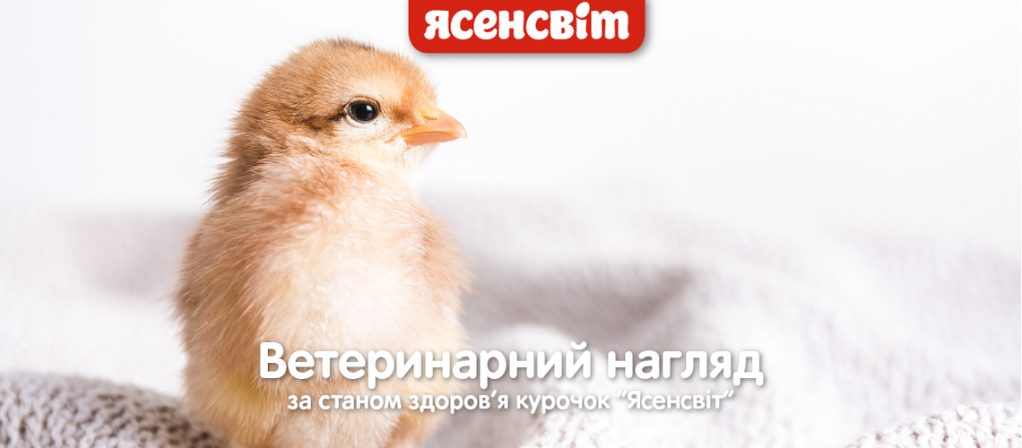Ветеринарное наблюдений за состоянием здоровья курочек "Ясенсвит"
