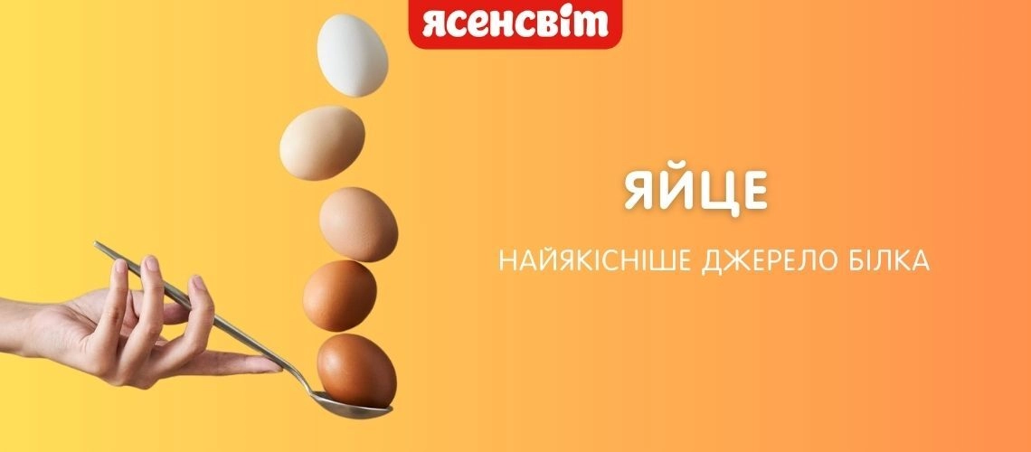 Яйце найякісніше джерело білка 