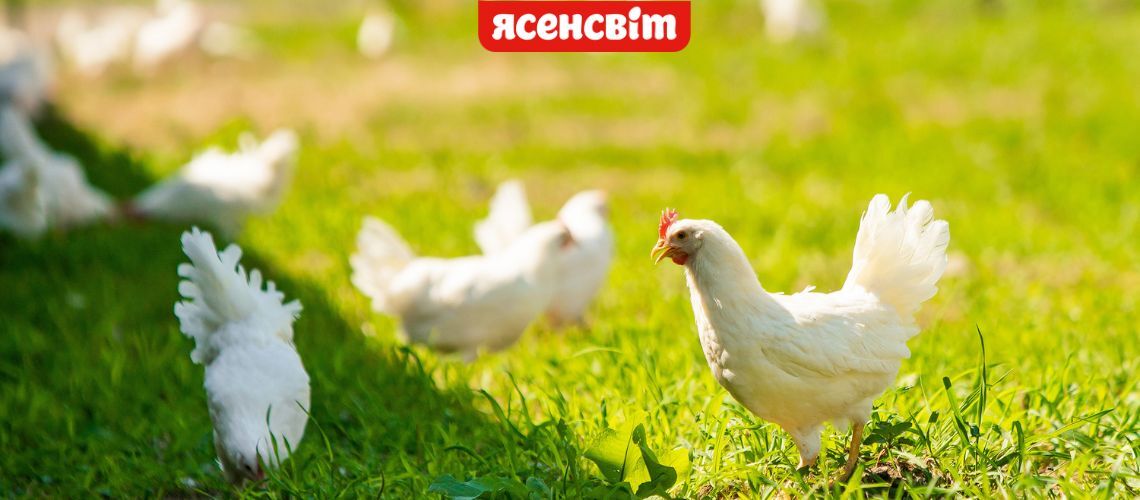 Ветеринарний нагляд за станом здоров’я курочок “Ясенсвіт” 