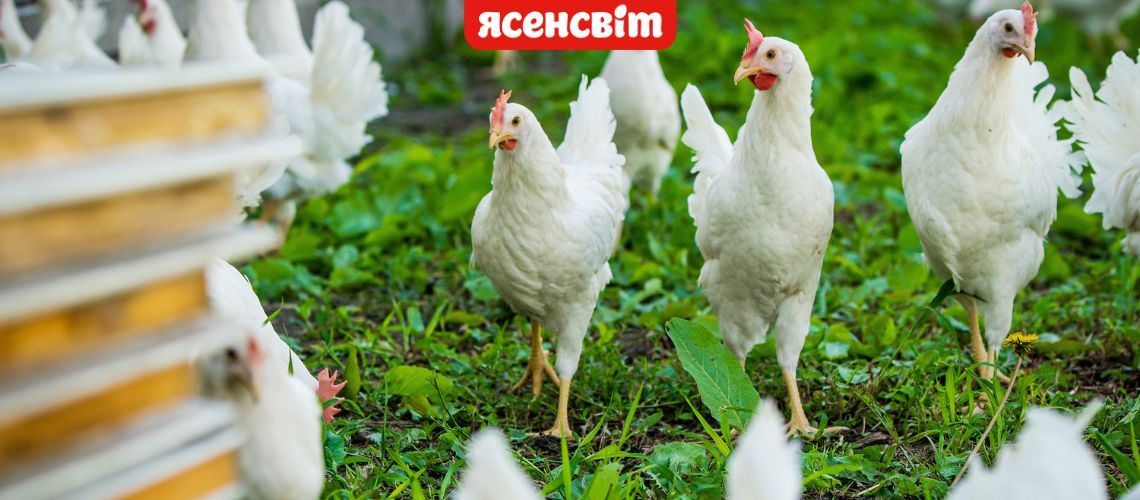 Вільний вигул 