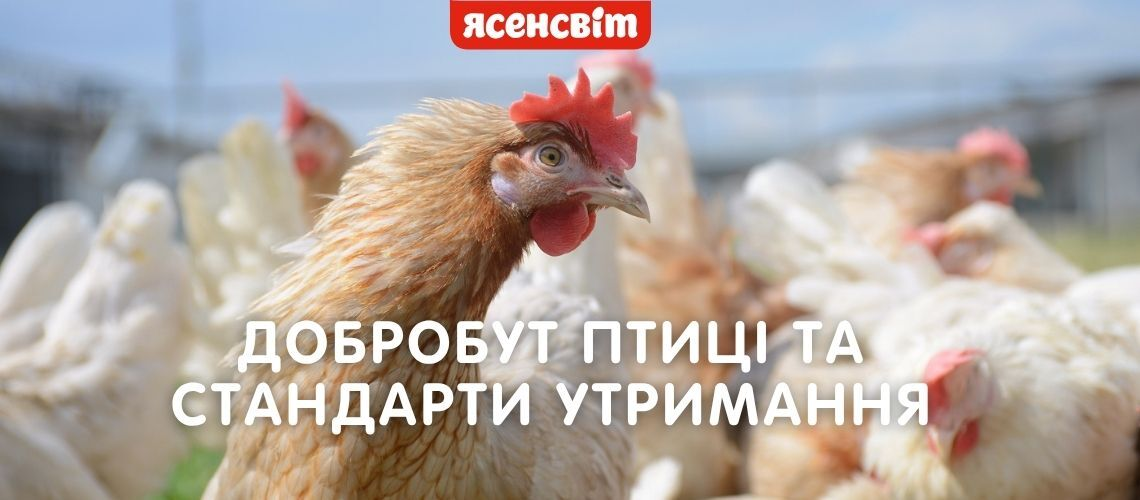 Добробут птиці та стандарти утримання